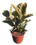10" Ficus Rubber Tineke Bush